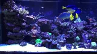 220 gallon mixed reef tank farm boy reef