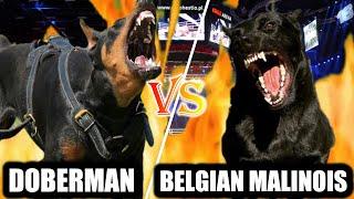 Doberman vs Belgian Malinois | Belgian Malinois vs Doberman | Best Protection Dogs | Billa Boyka |