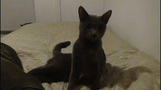 Nyxie the Cat - Video 80 (Nyxie's Eightieth Sequel)