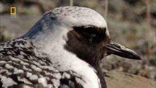 [Nat Geo Wild] Wild Russia: Arctic HD (Nature Documentary)