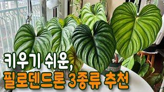 시선 강탈! 필로덴드론 키우기 좀 쉽다 싶은 종류 3가지 추천 / philodendron 식물 종류 별 장단점 / 비 추천 필로덴드론 있어요