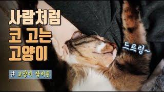 고양이 코 고는 소리