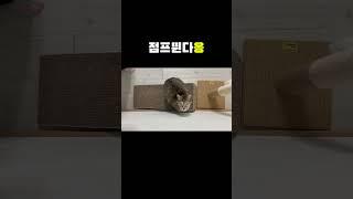 점프뛴다옹 #점프냥이