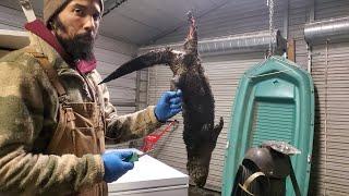 How to skin an Otter #lazypondfarm Fish & Hunt