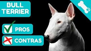  VENTAJAS Y DESVENTAJAS de tener un  BULL TERRIER   PROS Y  CONTRAS de Perros BULL TERRIER