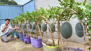 Watermelons Grow Big and Sweet with Just a Few Pots - Great Tips Not Everyone Knows