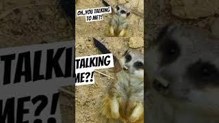 Meerkat in Taxi Driver #deniroscars #actor #youtubeshorts #funny