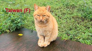 Taiwan - Katzen und Gold - F - 16-01-2024