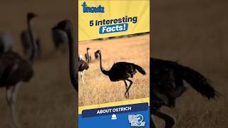 Unbelievable Ostrich Facts That Will Make You Smile! #amazinganimals #NatureLovers