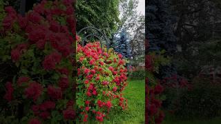 Житомир Украина Областная библиотека. #city #streets #roses #Zhytomyr #Ukraine