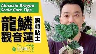 龍麟觀音蓮照顧貼士 - Alocasia Dragon Scale Care Tips【生活職人】