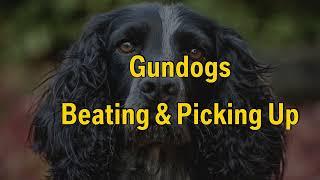 Gundog Training - Beating & Picking Up.