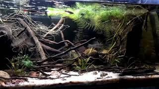 2 feet Blackwater tank ... @monsterfishaquasl6398