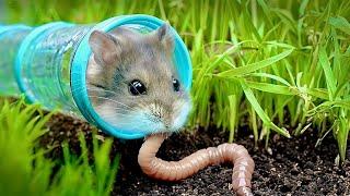 Tester les Capacités de Survie d'un Hamster