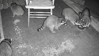 The Funky, Fuzzy Five | Nocturnal Nuggets Raccoon Family Sept 11