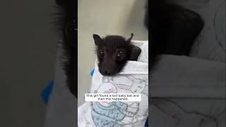 This girl found a lost baby bat and then this happened...