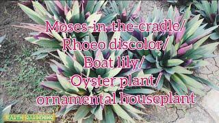 Moses-in-the-cradle | Rhoeo discolor | Ba lily | Oyster plant | ornamental houseplant | hedge plant.