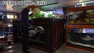 What I Feed My 9 Aquariums Each Week