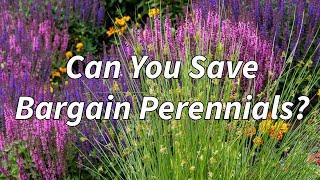 Got Perennials on Sale Here are 4 Tips to Rejuvenate Them!