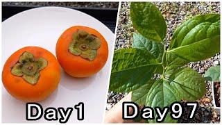 I sowed seeds of [persimmon] that I bought at a food supermarket (persimmon cultivation).