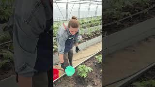 Напоминаем КАК производить корневую подкормку растений