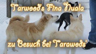 Nuala zu Besuch bei den Tarawood's – Amira’s Blog (Icelandic Sheepdog, Islandhund)