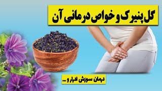 معرفی گیاهان دارویی (بخش دوم)/خواص گل پنیرک/ گل پنیرک و اثر درمانی آن/درمان خلط گلو با گیاه پنیرک