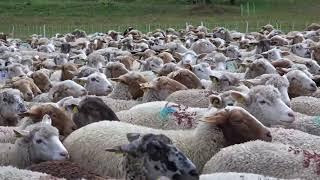 Flock of Sheep with Sound Effects | Sheep Sound Effects - Farm Animal Sounds for Editing!