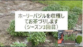 ホーリーバジル収穫してホーリーバジルティー作り【オオヤトゥルシーです】　How to grow Holy Basil