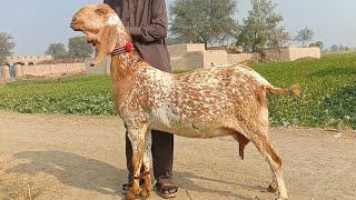 makhi cheeni gabban bakriyan Ajmal goat farm Hasilpur 03086171529