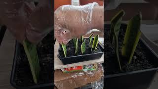 Sansevieria (Snake Plant) Leaf Cuttings 4 Weeks