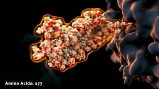 Scientific animation: protein production and folding