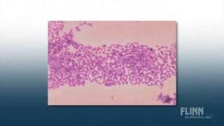 Flinn Gram Stain Set by Flinn Scientific