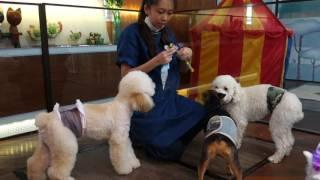 88 PETS MART [DOG HOTEL] 狗狗酒店(Petaling Jaya, Malaysia) 2016 # 6