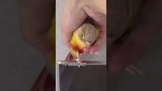 摊牌了，不装了！胖胖的作用其实是这个~#小鸟互动 #搞笑 #pets #birds #parrot #animals #cute #funny #治愈#shorts