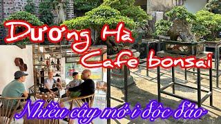 Ngắm những TP mới độc đáo tại không gian cafe bonsai A Dương Hà bỉm sơn đt 0975292229