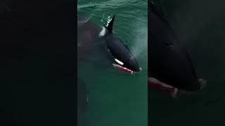 Orca Takes Out Harbour Seal #whales