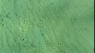 Chasing a Flatfish on Andros Island