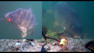 Underwater carp fishing with Peter Königs  live carp run and underwater action.