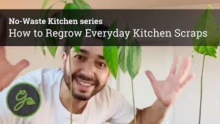 How to Regrow Everyday Kitchen Scraps & Grocery Store Produce: No-Waste Kitchen