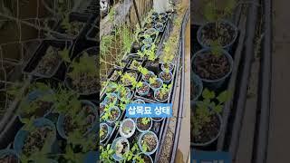 물이고인 화분 20250621) 화분에 물이 고여 과습이 우려됨. 철 마그네슘 시비로 깨어나고 있음 #blueberry #블루베리삽목묘