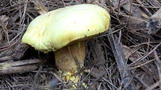 Chicken Fat Mushroom - Suillus americanus