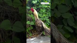 Kattu seval my gold power brand shorts video #rooster 〽️️