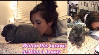 Watch this before getting a bunny