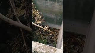 Cat rescued