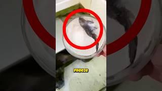 Frozen Fish Comes Back to Life?! 