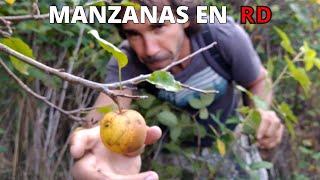 Siembra de MANZANAS en REPUBLICA DOMINICANA y LA FRUTA MILAGROSA