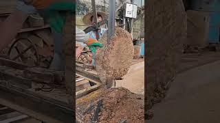 Cutting process of golden phoebe tree tumor