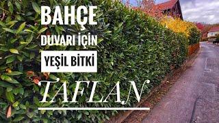 Bahçe Duvarı İçin Yeşil Bitki TAFLAN / Peyzaj Bitkisi / Çit Bitkisi