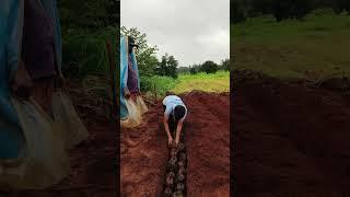 Coconut Seed Sowing.#konkan #ratnagiri #coconut #nature #youtubeshorts #monsoon #seeds #vibes #viral